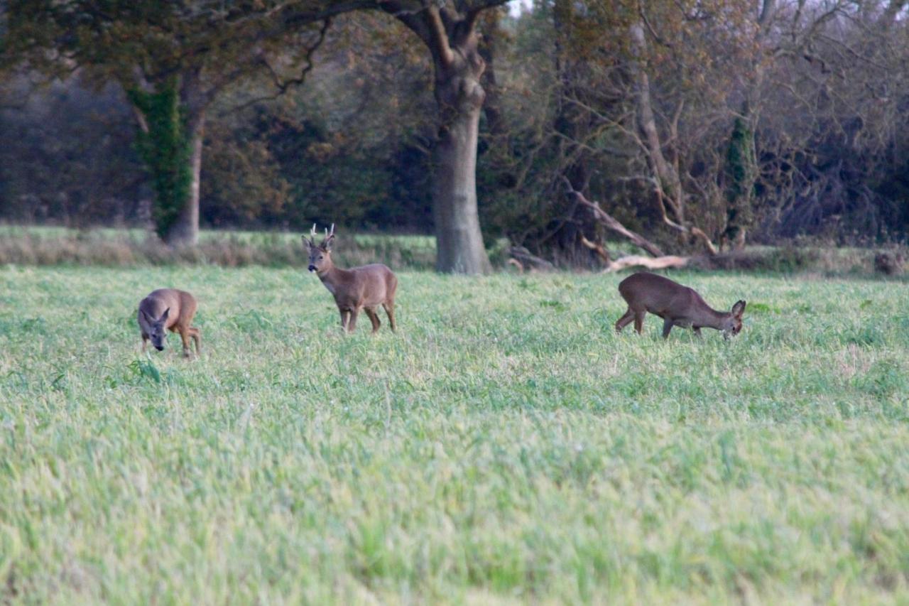Hunston Mill Self Catering Dog Stay For Free Chichester Eksteriør billede